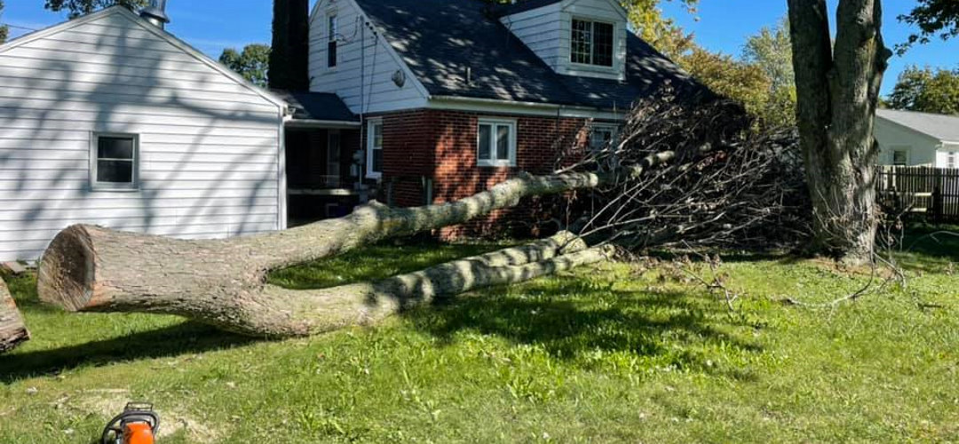 Tree Trimming and Removal by Cut Right Lawn Care